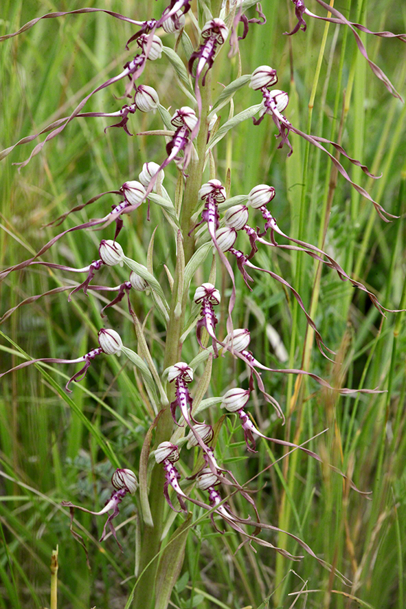 Himantoglossum adriaticum – Adria-Riemenzunge